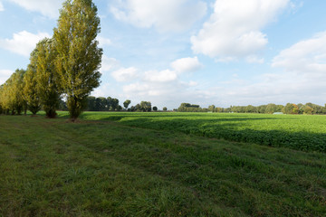 Poplar Trees nearby Rhine Dike / Duesseldorf