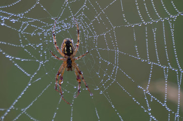 Pajęczyna w rosie