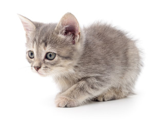 Obraz premium Small gray kitten.