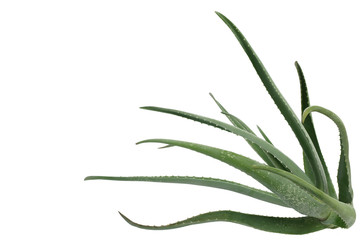 Aloe