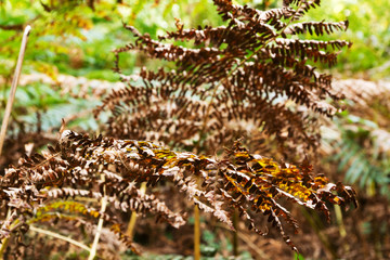 Woodland scene at the start of autumn