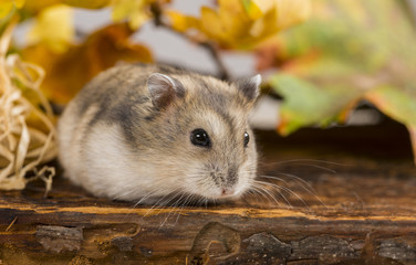little pet hamster - Phodopus sungorus