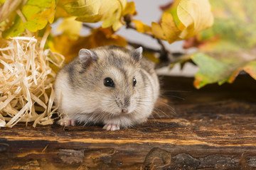 little pet hamster - Phodopus sungorus - obrazy, fototapety, plakaty