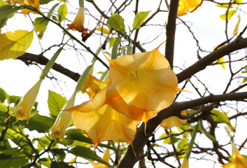 Yellow brugmansia named angels trumpet or Datura flower