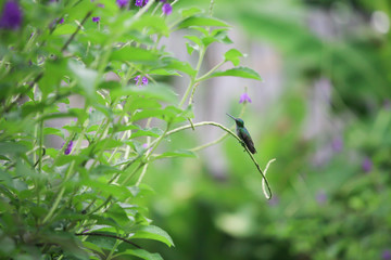 Colibri sur une branche
