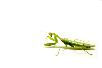 Closeup photo of green mantis isolated on white