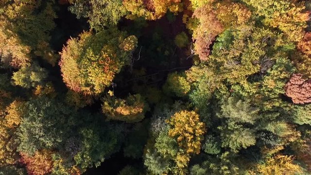 Flying with a drone over a forest in Autumn in Northern Germany. Beautiful Aerial view.