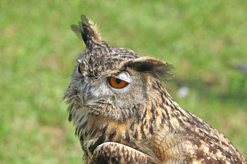 Eagle Owl