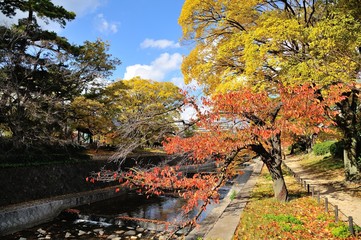 秋の夙川公園