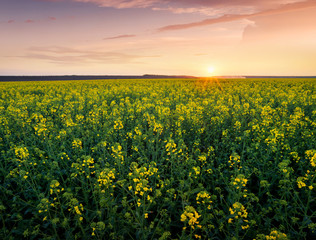 Grass on the field during sunrise. Agricultural landscape in the summer time