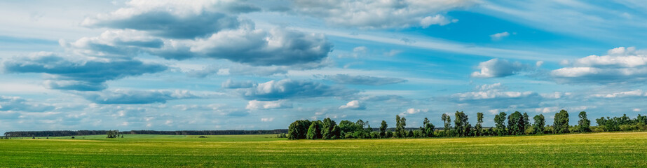 Fototapeta na wymiar Beautiful landscape field of green grass on a background cloudy