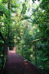 pont suspendu au cœur de la foret tropicale