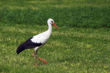 White Stork