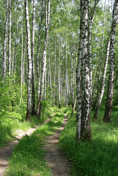 Fototapeta road in a birch forest