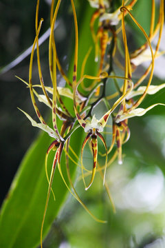 orchid&eacute;e