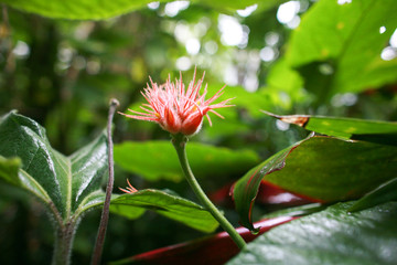 fleurs roses tropicales