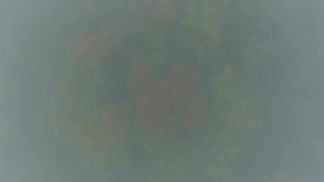 A forest in autumn with fog filmed by a drone.