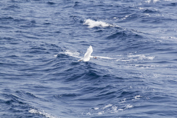 White seagull over the blue sea 