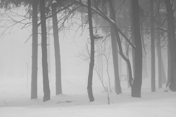 Winter foggy landscape in the park