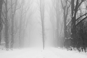 Winter foggy landscape in the park