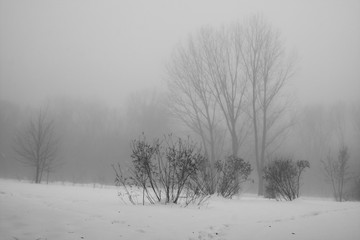 Winter foggy landscape in the park