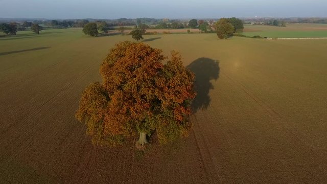 A lonely tree in the autumn