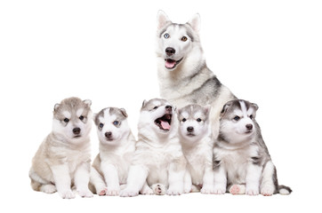 Puppies Husky sitting together with mother 