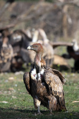 Fototapeta premium The griffon vulture (Gyps fulvus) sitting on the ground in front of a group of tearing prey with a dirty head