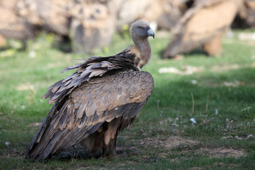 The griffon vulture (Gyps fulvus) sitting on the ground in front of a group of tearing prey