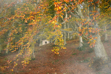 Piccola casetta nel bosco incantato con la nebbia