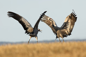 The common crane (Grus grus), also known as the Eurasian crane while dancing