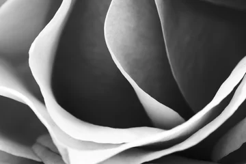 Schwarz und weiß, schöne, zarte Rosenblätter © ileana_bt