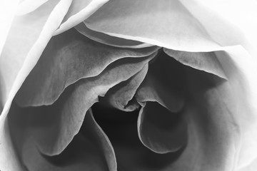 Black and white, beautiful, delicate rose petals