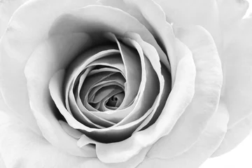 Crédence de cuisine en verre imprimé Roses Pétales de rose noirs et blancs, beaux et délicats