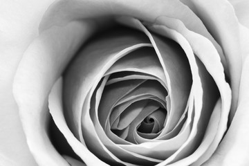 Fototapeta premium Czarno-białe, piękne, delikatne płatki róż