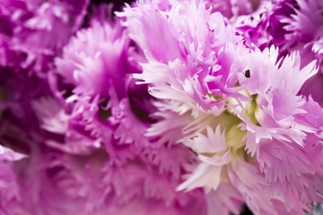 Beautiful chinese carnations (Dianthus chinensis) with details on a wooden surface