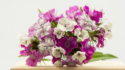 Beautiful chinese carnations (Dianthus chinensis) with details on a wooden surface