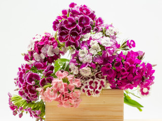 Beautiful chinese carnations (Dianthus chinensis) with details on a wooden surface