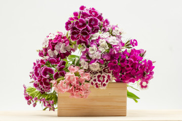 Beautiful chinese carnations (Dianthus chinensis) with details on a wooden surface
