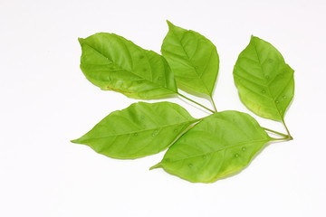 colorful of leaf,green and yellow leaf,dot color on leaf,isolated on white background