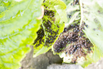 Aphids (Plant lice) on a cherry tree leaf