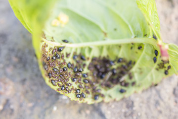 Aphids (Plant lice) on a cherry tree leaf