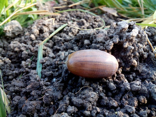 oak, acorn, Botanical, Oak Leaf, Macro, November, October, season, scene, flora, botany, nut, design, wood, hole, mole, earth, natural, brown,