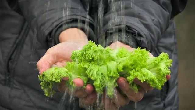 Water flows on lettuce leaves in hands of woman. Vegetables and fruit in human hands. Autumn rain wets the vegetables and fruits in the autumn