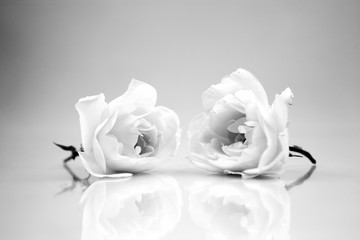 Black and white, beautiful, delicate rose