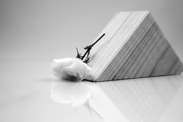 Black and white, wooden geometrical pieces with white rose and light grey background