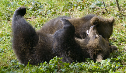 Two brown bear cubs play fighting