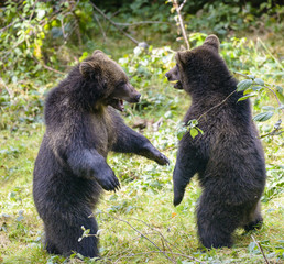 Obraz premium Two brown bear cubs play fighting