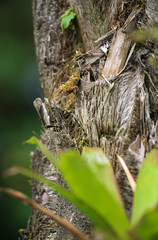 lézard camouflage plante