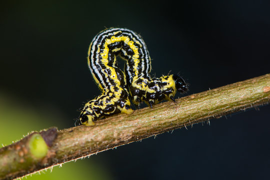 Clouded magpie moth (Abraxas sylvata) caterpillar. Distinctive black, yellow and white striped larva in the family Geometridae, known as a looper caterpillar, on wych elm (Ulmus glabra)